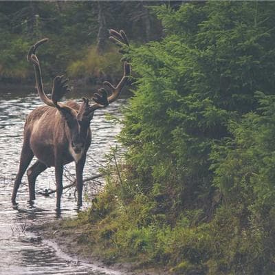 Béret vert Légion — image 1