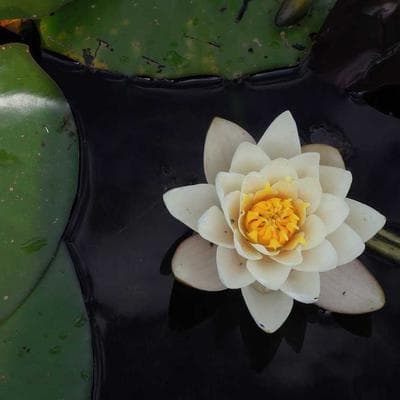 Maquette SNA Suffren